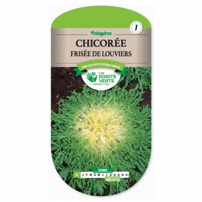 Graines Chicorée Frisée de Louviers - Les Doigts Verts