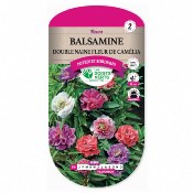 Graines Balsamine Double Naine Fleur de Camlia - Les Doigts Verts