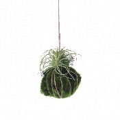 Plante Tillandsia Vert  Suspendre Artificielle de Mica