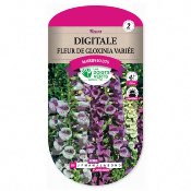 Graines Digitale Fleur de Gloxinia Varie - Les Doigts Verts