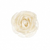 Petite Fleur de Goatier Rosea GOA