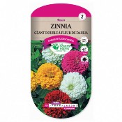 Graines Zinnia Gant Double  Fleur de Dahlia - Les Doigts Verts