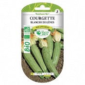 Graines BIO Courgette Blanche de Gnes - Les Doigts Verts