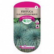 Graines Festuca Glauca - Ftuque Bleue - Les Doigts Verts