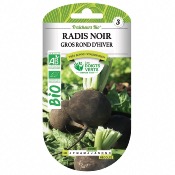 Graines Bio Radis Noir Gros Rond d'Hiver - Les Doigts Verts