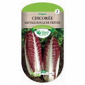 Graines Chicore Sauvage Rouge de Trvise - Les Doigts Verts