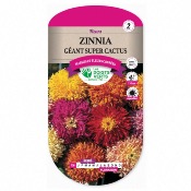 Graines Zinnia Gant Super Cactus - Les Doigts Verts